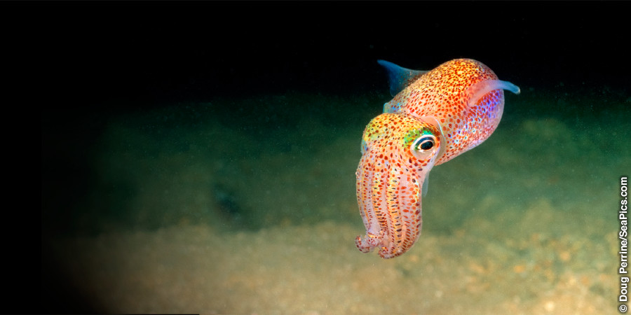 Bobtail squid sa Hawaii