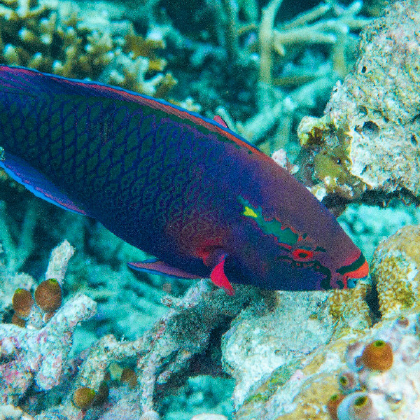 Swarthy parrot fish