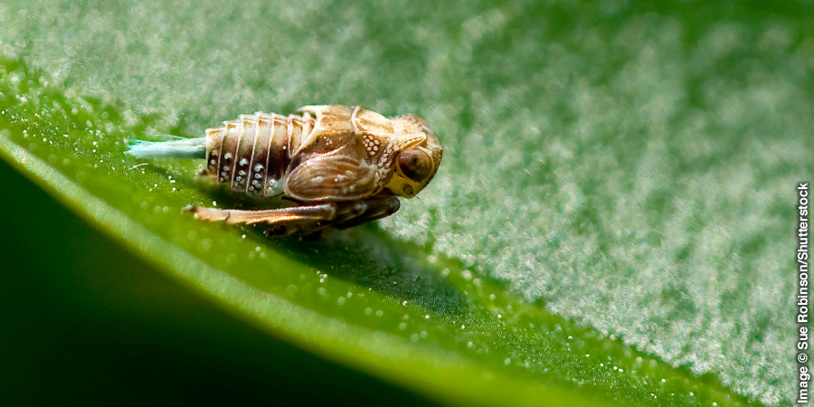 Kokoanyana ea Issus leafhopper
