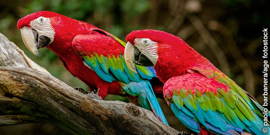 Green-winged macaws