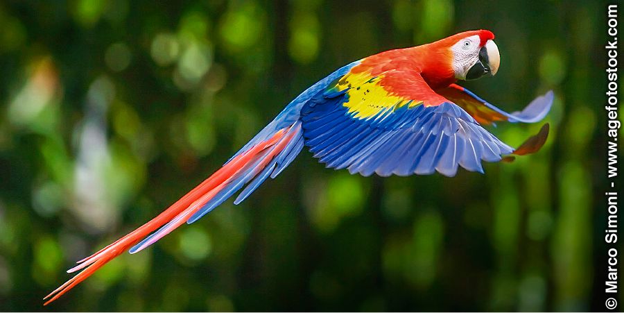 Scarlet macaw