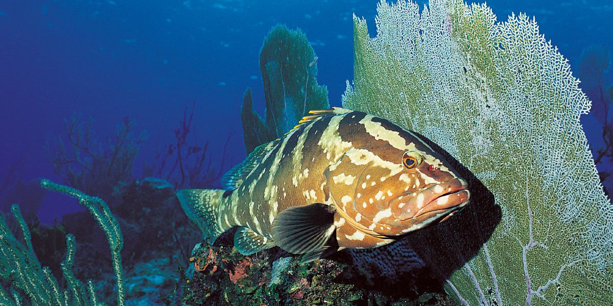 Litlhapi ka leoatleng