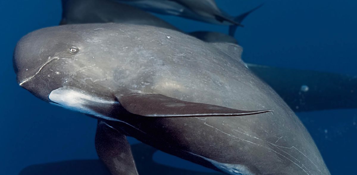 Marua-rua a Pilot a ntse a sesa ka leoatleng.