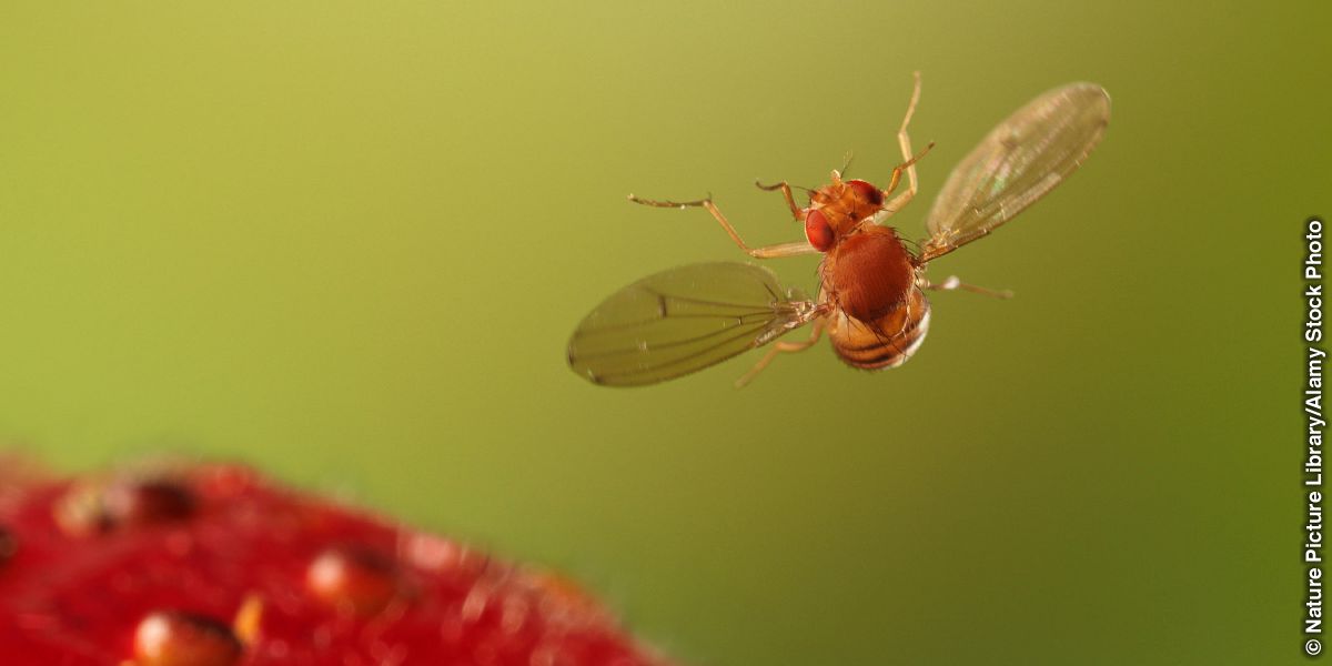 Tšintši e bitsoang fruit fly