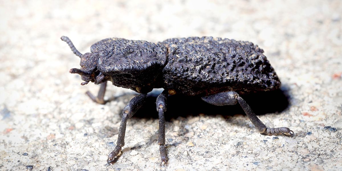 Kokoanyana e bitsoang diabolical ironclad beetle.