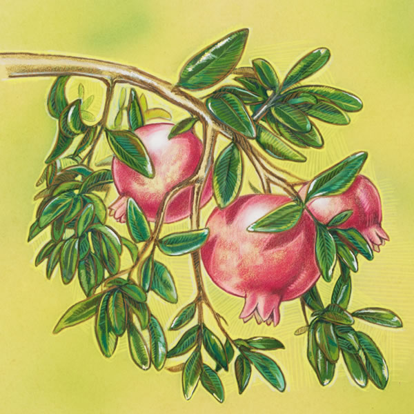 Lekala la sefate le nang le litholoana