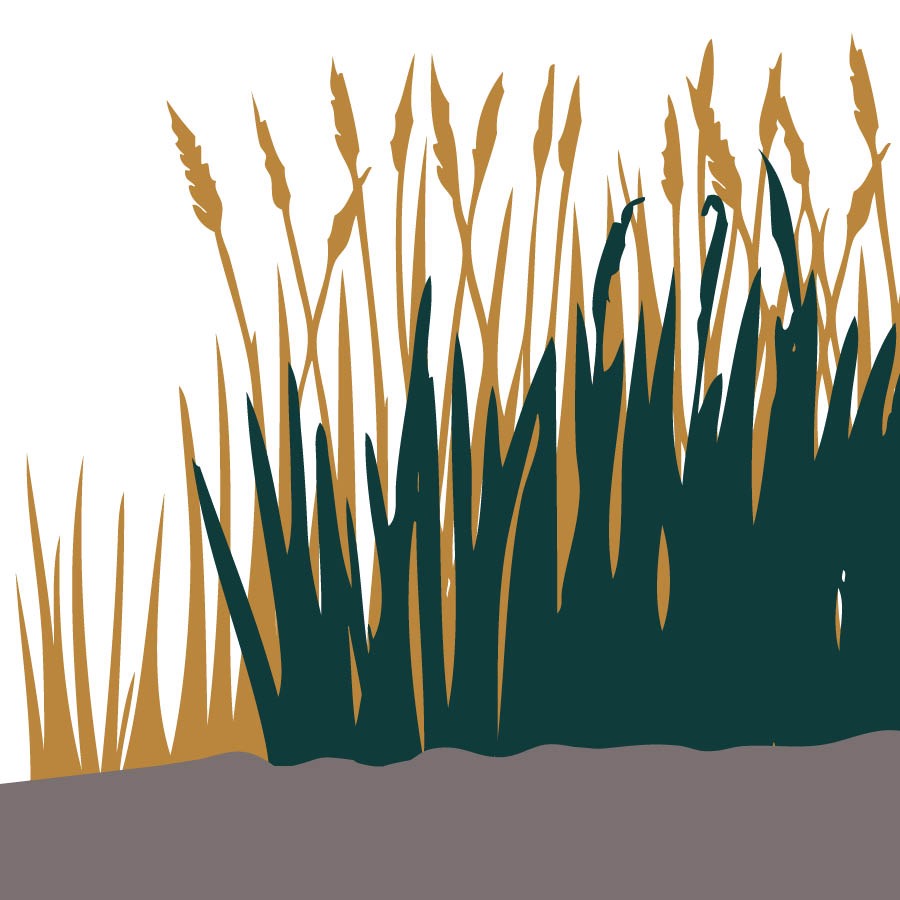 Koro le mofoka li hola ’moho