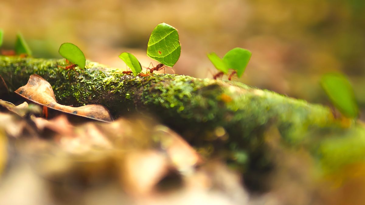 Bohloa bo nkile makhasi.