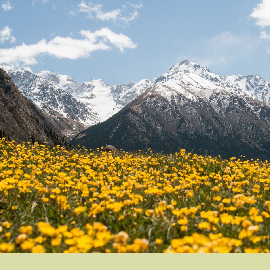 Lithaba tsa Teskey Ala-Too