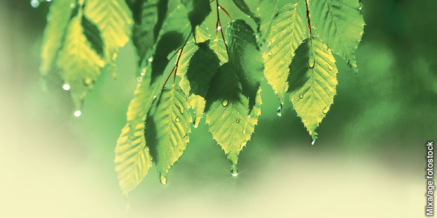 Cai ngeclak tina daun