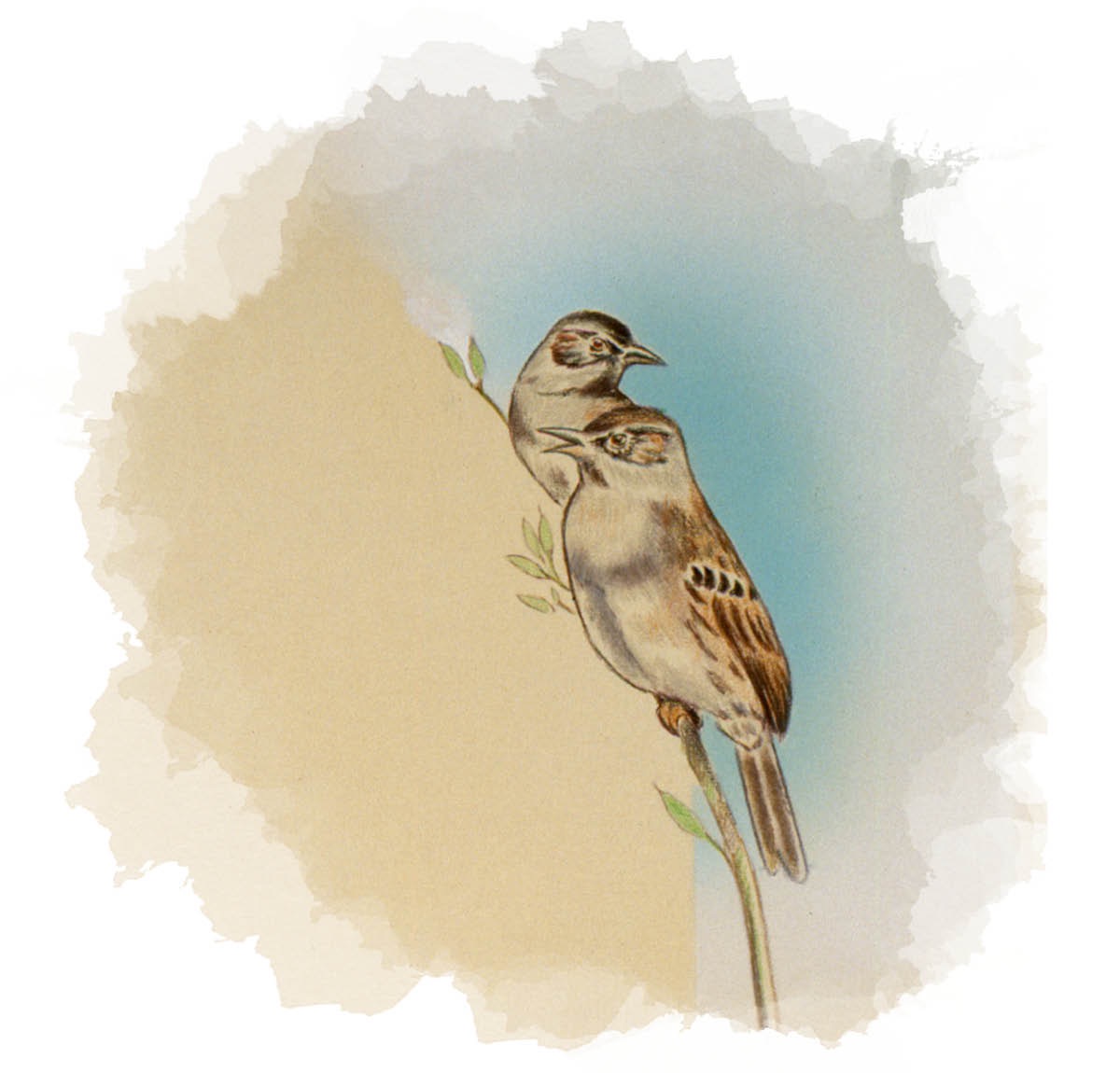 Dua manuk piit