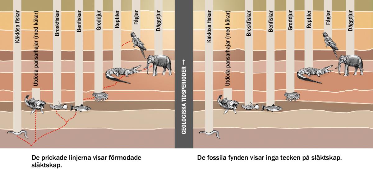 Ett diagram som visar förmodade släktskap mellan olika djurgrupper