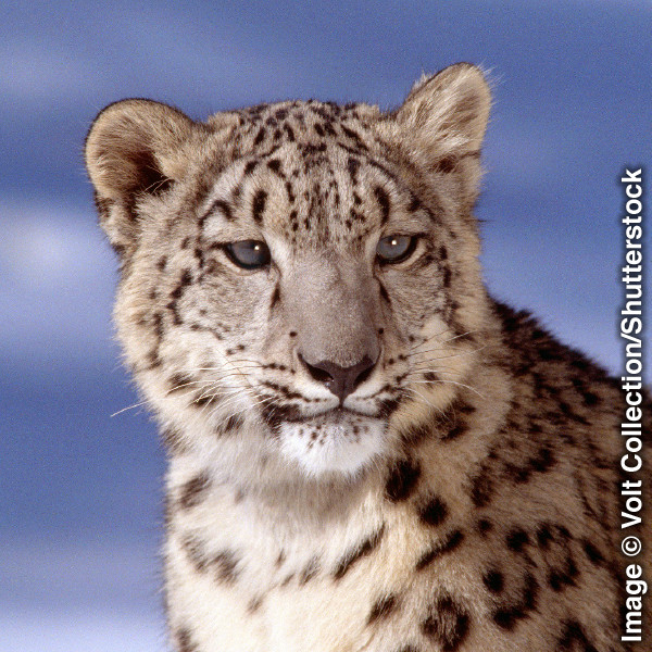 Snow leopard