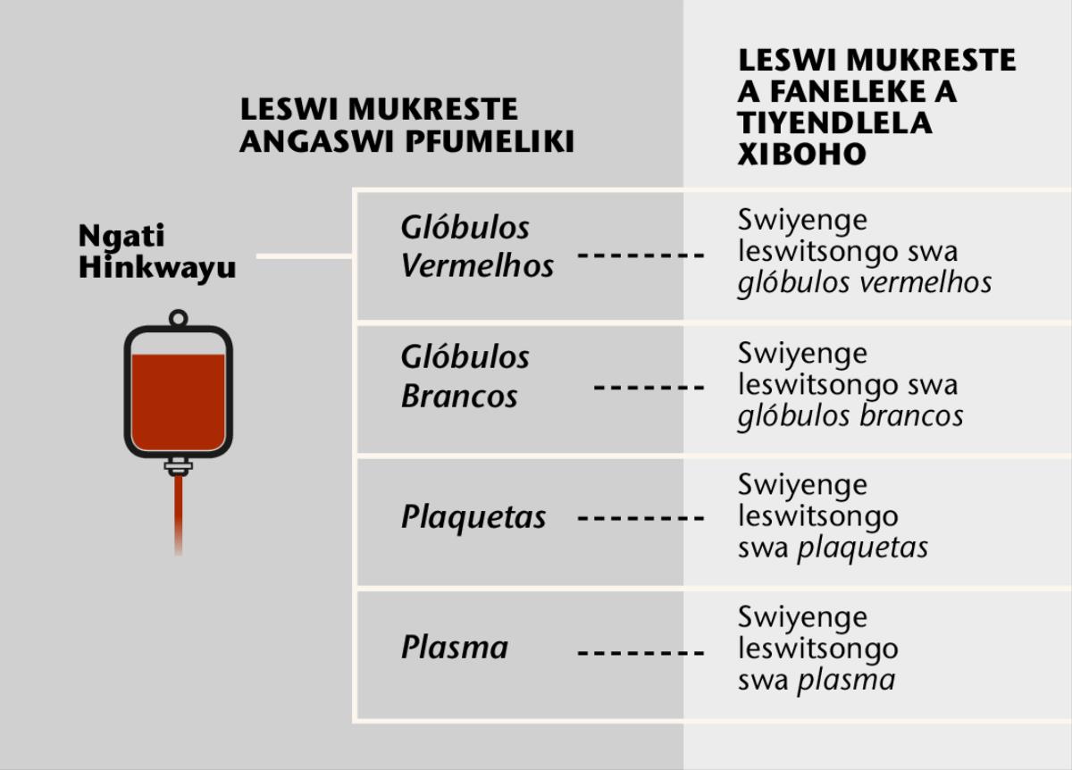 Ngati, 4 wa swiyengenkulu swa ngati ni swiyenge leswitsongo swa ngati