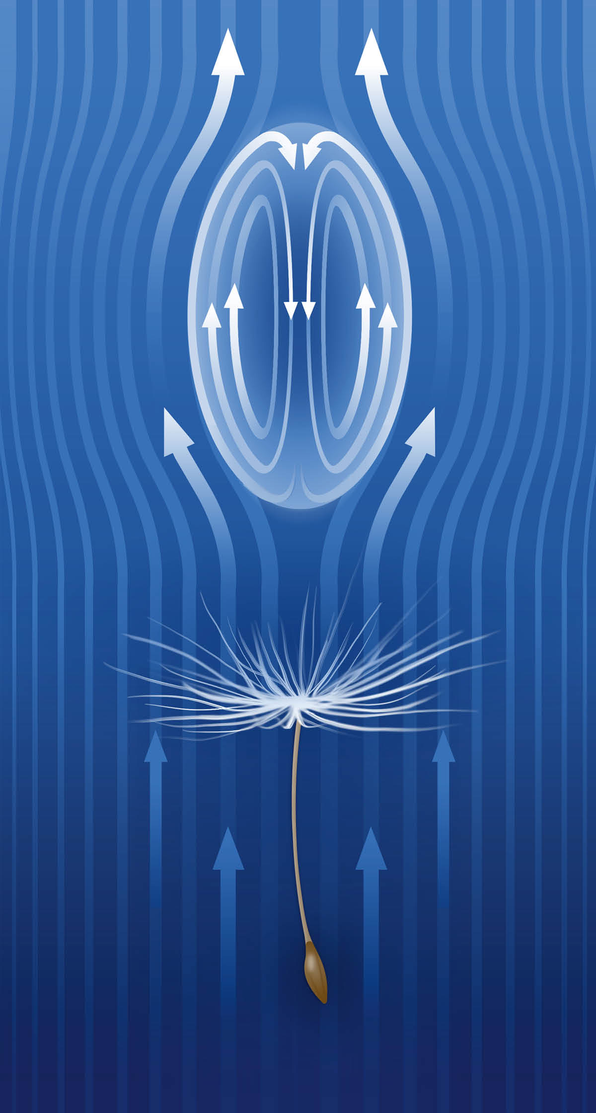 Una ilustrassion che mostra come la semensa del fior de pissacan la casca pin pian.