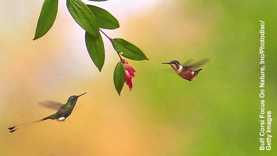 Un colibri l’è drio difender el so teritòrio de nantro colibri.