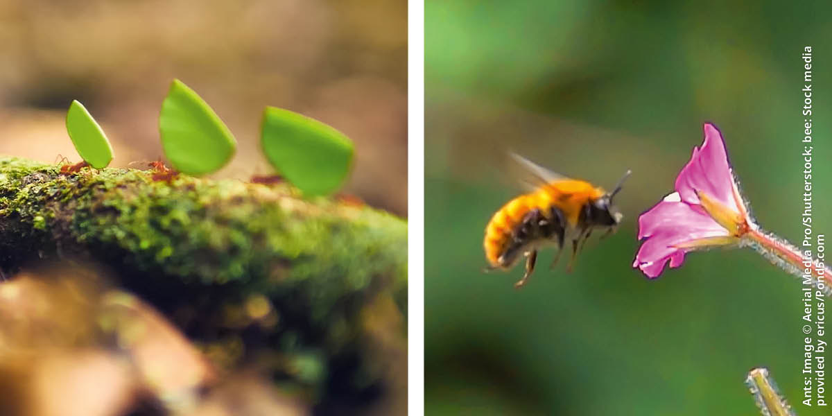 Stampe: 1. Una strissa de formighe le porta tocheti de foie. 2. Una ava la zola darente de un fior.