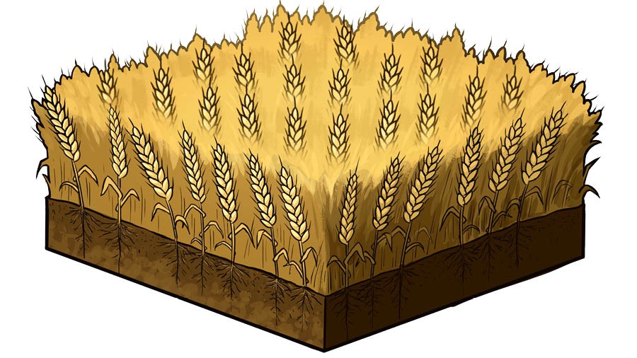 Tera che fà vegner su el formento.