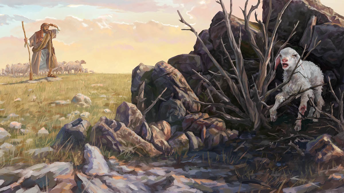 Un pastor cole so piégore. Lu l’è drio ndar in serca de una piégora che la se ga persa. La se ga fato mal e la ze restada presa nte una pianta.