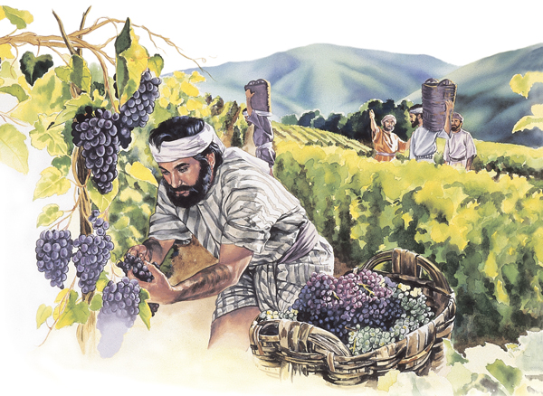 Elatarato epaaxina 76